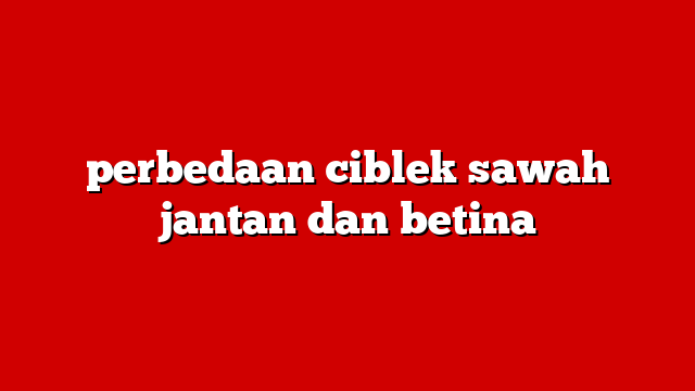 perbedaan ciblek sawah jantan dan betina